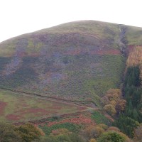 Rhododendron